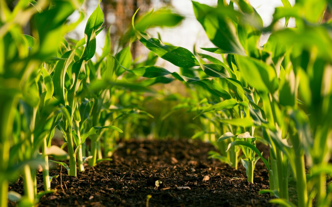 Rising Operational Costs Threaten Agriculture