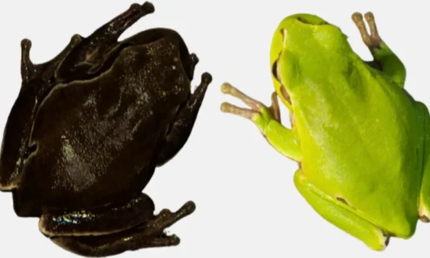 Rapid Wildlife Adaptation to Legacy Contamination