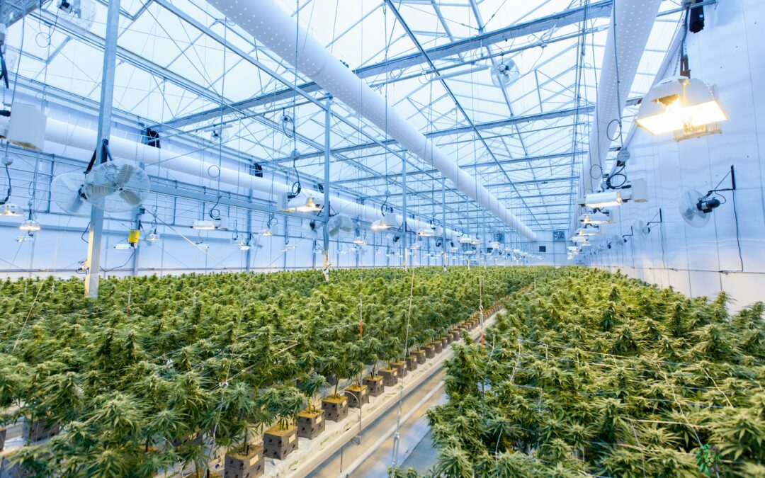 Generative AI Reshapes Farm Operations