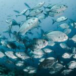 Expanding Hypoxia Reshapes Freshwater Habitats