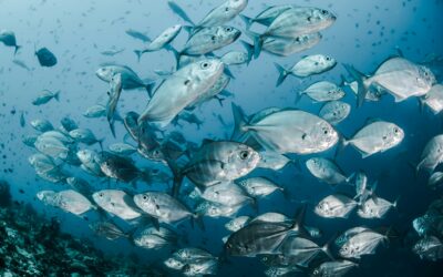 Expanding Hypoxia Reshapes Freshwater Habitats