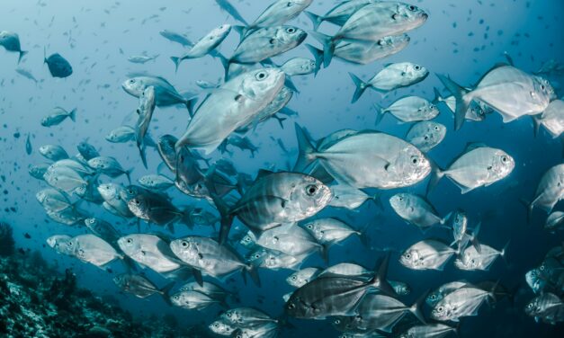 Maritime Disruptions Accelerate Global Biological Invasions