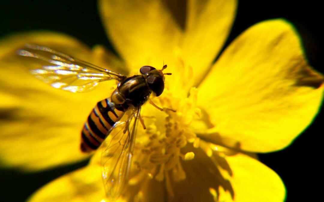 Cemeteries Serve As Biodiversity Refuges