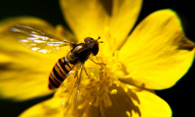 Cemeteries Serve As Biodiversity Refuges