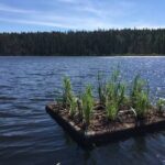 Floating Wetlands Reduce Wastewater Emissions