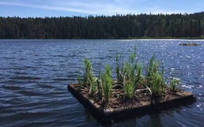 Floating Wetlands Reduce Wastewater Emissions