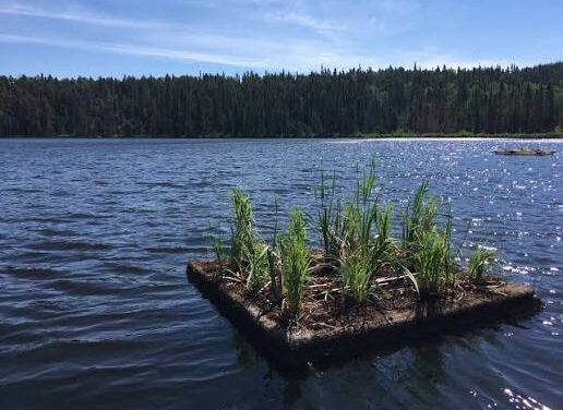 Floating Wetlands Reduce Wastewater Emissions