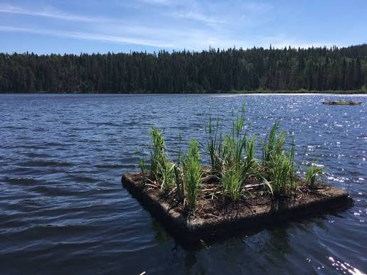 Floating Wetlands Reduce Wastewater Emissions